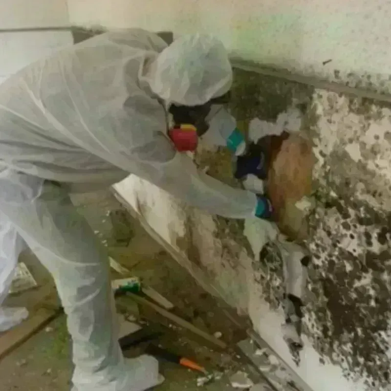 Mold Remediation and Removal in Cramerton, NC